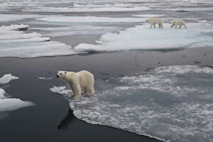 Europe, Norway, Svalbard. Curious polar bear cub looks at tourists