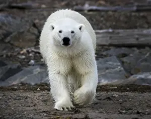 Images Dated 14th July 2012: Europe, Norway, Svalbard. Frontal view of polar bear on rocky ground