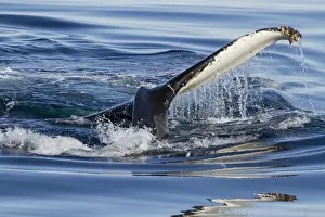 Whale Prints: Europe, Norway, Svalbard. Humpback whale tailfin breeches the water in Hinlopen Strait