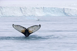 Europe, Norway, Svalbard. Humpback whales tail flukes in dive