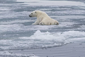 Europe, Norway, Svalbard. Polar bear cub slips on ice