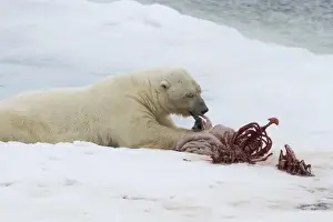 Images Dated 15th July 2012: Europe, Norway, Svalbard. Polar bear eating seal carcass