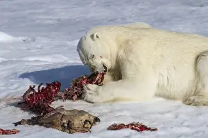 Images Dated 16th July 2012: Europe, Norway, Svalbard. Polar bear eating seal carcass