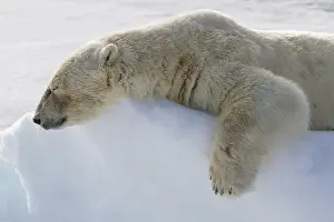Sleeping Prints: Europe, Norway, Svalbard. Polar bear lying asleep on ice ridge