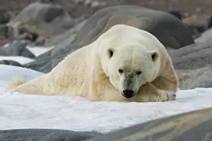Lying Prints: Europe, Norway, Svalbard. Polar bear lying on snow surrounded by dark rocks and snow