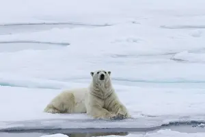 Europe, Norway, Svalbard. Polar bear lying on snow next to water