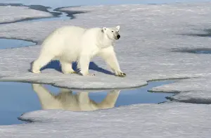 Images Dated 11th July 2012: Europe, Norway, Svalbard. Polar bear reflected in melt pool as it walks across the ice