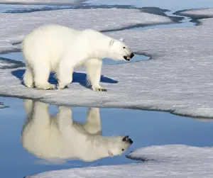 Images Dated 11th July 2012: Europe, Norway, Svalbard. Polar bear reflected in melt pool as it walks across the ice