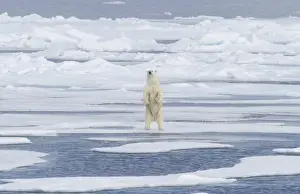 Images Dated 15th July 2012: Europe, Norway, Svalbard. Polar bear on sea ice standing on hind legs. Credit as