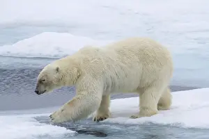 Images Dated 15th July 2012: Europe, Norway, Svalbard. Polar bear on sea ice stepping across water. Credit as