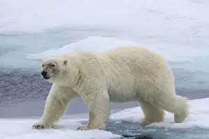 Images Dated 15th July 2012: Europe, Norway, Svalbard. Polar bear on sea ice stepping across water. Credit as