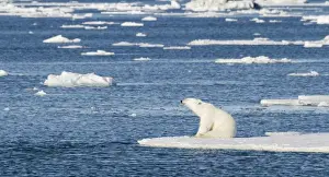 Images Dated 11th July 2012: Europe, Norway, Svalbard. Polar bear sitting in the sunshine on edge of sea ice. Credit as