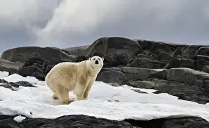 Images Dated 14th July 2012: Europe, Norway, Svalbard. Polar bear on snow surrounded by dark rocks and snow. Credit as
