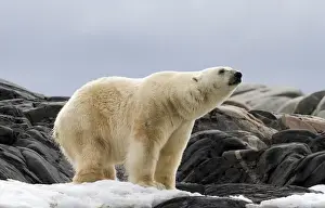 Images Dated 14th July 2012: Europe, Norway, Svalbard. Polar bear on snow surrounded by dark rocks and snow. Credit as