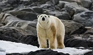 Images Dated 14th July 2012: Europe, Norway, Svalbard. Polar bear on snow surrounded by dark rocks and snow. Credit as