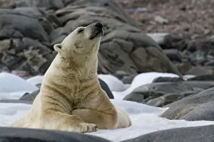 Images Dated 14th July 2012: Europe, Norway, Svalbard. Polar bear on snow surrounded by dark rocks and snow. Credit as
