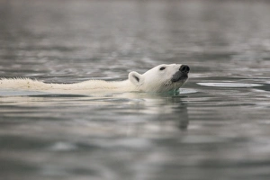 Norway Collection: Europe, Norway, Svalbard. Polar bear swimming