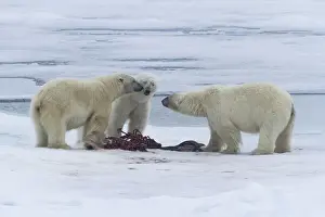 Europe, Norway, Svalbard. Three polar bears greeting each other at a seal carcass on sea ice
