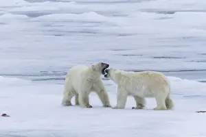Greeting Prints: Europe, Norway, Svalbard. Two polar bears on sea ice greeting each other. Credit as