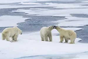 Images Dated 15th July 2012: Europe, Norway, Svalbard. Two polar bears on sea ice mouthing each other while a