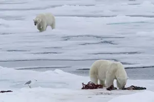 Sea Ice Prints: Europe, Norway, Svalbard. Polar bears and seal carcass on sea ice