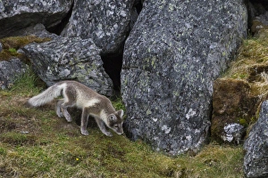 Images Dated 18th July 2012: Europe, Norway, Svalbard, Prins Karls Forland