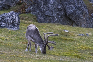 Images Dated 18th July 2012: Europe, Norway, Svalbard, Prins Karls Forland