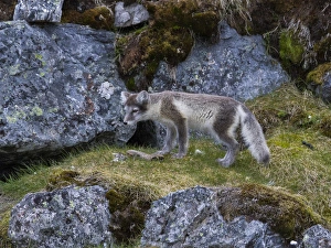 Images Dated 18th July 2012: Europe, Norway, Svalbard, Prins Karls Forland