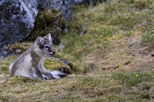 Images Dated 18th July 2012: Europe, Norway, Svalbard, Prins Karls Forland
