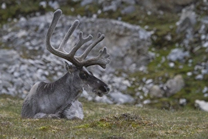 Images Dated 18th July 2012: Europe, Norway, Svalbard, Prins Karls Forland
