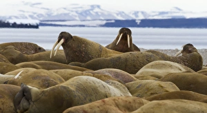 Images Dated 13th July 2012: Europe, Norway, Svalbard, Torellneset. Group of walruses resting