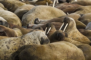 Europe, Norway, Svalbard, Torellneset. Group of walruses resting