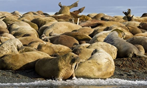 Europe, Norway, Svalbard, Torellneset. Group of walruses resting