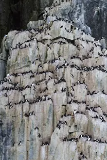 Images Dated 13th July 2012: Europe, Norway, Svalbard. View of Alkefjellet cliff bird colony