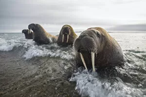 Europe, Norway, Svalbard. Walruses emerge from the sea
