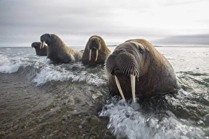 Norway Collection: Europe, Norway, Svalbard. Walruses emerge from the sea
