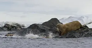 Images Dated 14th July 2012: Europe, Norway, Svalbard. Walruses moving from rocks into water