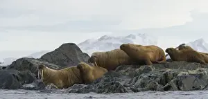 Tusk Prints: Europe, Norway, Svalbard. Walruses moving from rocks into water