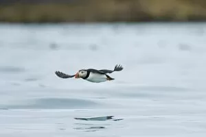 Images Dated 6th July 2006: Europe, Norway, VesterA┬Ñlen. Atlantic Puffin (Fratercula arctica)