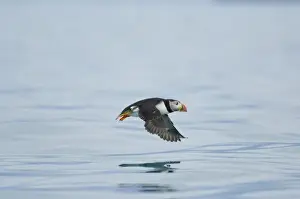 Images Dated 6th July 2006: Europe, Norway, VesterAalen. Atlantic Puffin (Fratercula arctica)