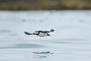 Images Dated 6th July 2006: Europe, Norway, VesterAalen. Atlantic Puffin (Fratercula arctica)