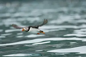 Images Dated 6th July 2006: Europe, Norway, VesterAalen. Atlantic Puffin (Fratercula arctica)