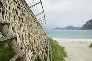 Images Dated 6th July 2006: Europe, Norway, Vesteralen. Stock fish on drying rack