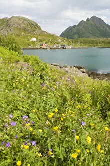 Europe, Norway, Vesteralen. Wild flowers (Geranium and Butter cups) and fisherman home