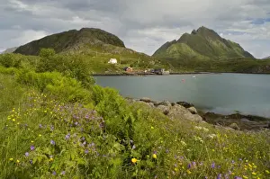Images Dated 5th July 2006: Europe, Norway, Vesteralen. Wild flowers (Geranium and Butter cups) and fisherman home