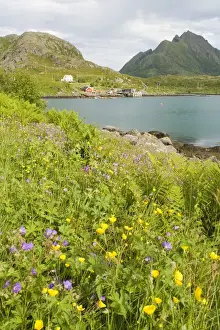 Geranium Prints: Europe, Norway, Vesteralen. Wild flowers (Geranium and Butter cups) and fisherman home
