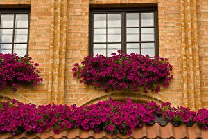 Images Dated 21st August 2006: Europe, Poland, Gdansk. Window boxes with purple petunias
