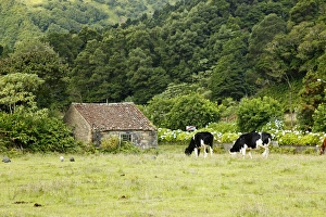 Images Dated 19th September 2011: Europe, Portugal, Azores. Cows on Farm in the Azores
