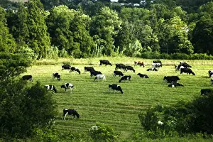 Images Dated 19th September 2011: Europe, Portugal, Azores. Cows and pastural landscape of Ponta Delgada, Azores