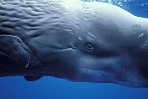 Whale Prints: Europe, Portugal, Azores Sperm whale